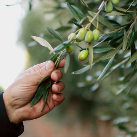 High-Grade Premium Olive Oil
